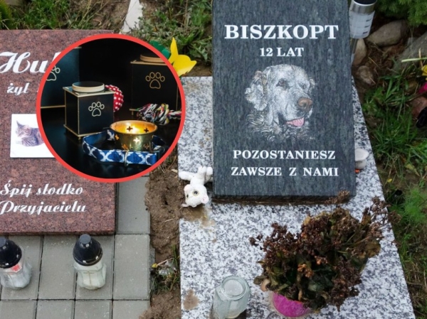 Ile Kosztuje Kremacja Psa I Czy Możliwa Jest W Polsce 8d31a59, NEWSFIN