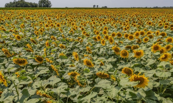 Ukraina Ma Problem Kolejny Kraj Wstrzyma Import Plodoacutew Rolnych 5f4eb1a, NEWSFIN