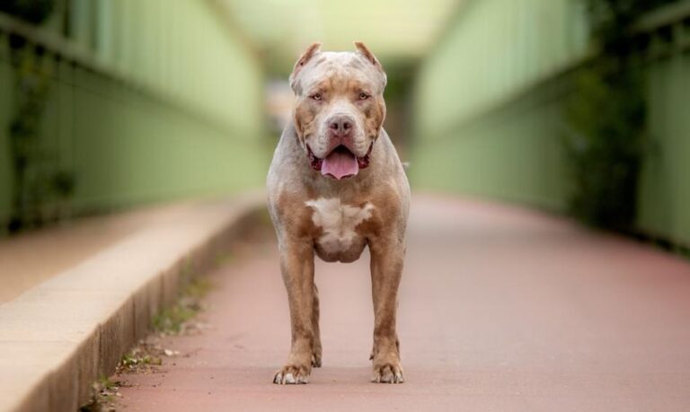 Wielka Brytania zakazała posiadania American XL Bully. Dziesiątki tysięcy psów unikną uśpienia – nie zawsze legalnie Wielka Brytania zakazała posiadania American XL Bully. Dziesiątki tysięcy psów unikną uśpienia – nie zawsze legalnie