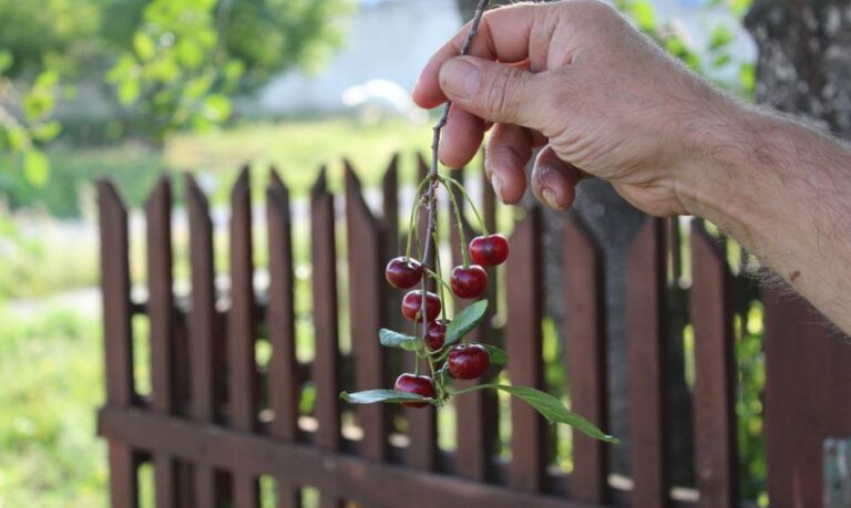 Gałąź drzewa sąsiada wisi nad moją działką. Czy mogę ją ściąć albo zerwać owoce? Gałąź drzewa sąsiada wisi nad moją działką. Czy mogę ją ściąć albo zerwać owoce?