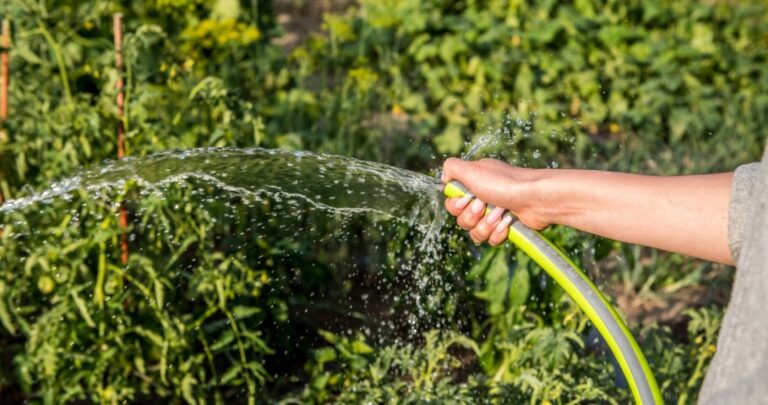 Kary za podlewanie ogródków i trawników. Gminy wprowadzają zakazy