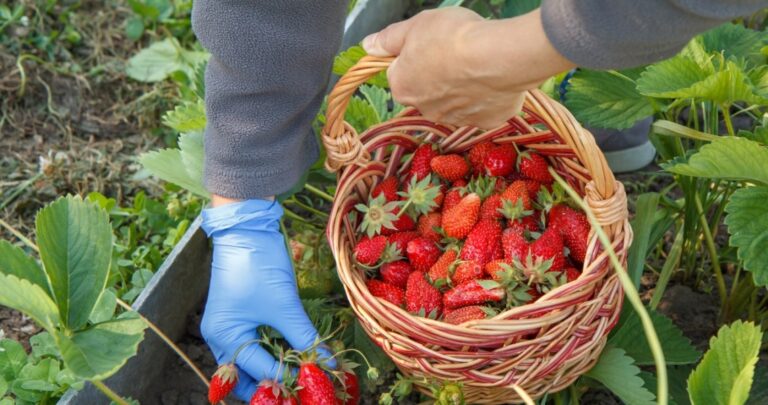 Koniec sezonu na truskawki. Po tym terminie ceny będą już tylko rosły