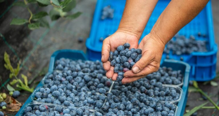 Ceny borówek w sklepach i na bazarach. Różnice to nawet 20 zł na kilogramie