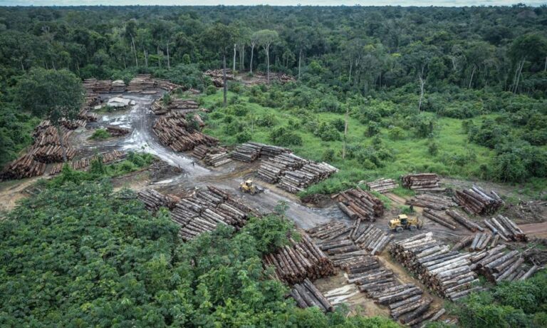 Nielegalnie wyciął amazoński las deszczowy. Teraz musi zapłacić 50 mln dol. odszkodowania Nielegalnie wyciął amazoński las deszczowy. Teraz musi zapłacić 50 mln dol. odszkodowania