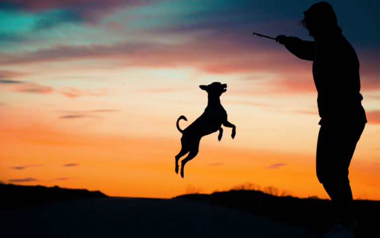 Drony nowym sposobem na zbieranie psich odchodów. Oto Poopcopter