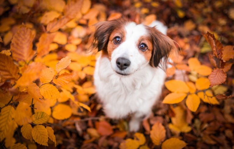 Jaka jest najlepsza karma dla psa?