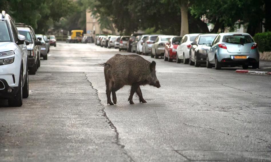 Odszkodowania Za Kolizje Z Dzikimi Zwierzetami Problemy Z Dochodzeniem Roszczen Za Szkody C29aeaf, NEWSFIN