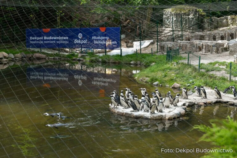 Dekpol Budownictwo Wyremontowa Wybieg Pingwinw W Gdaskim Ogrodzie Zoologicznym 3b7d1fb, NEWSFIN