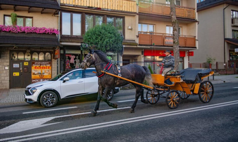 Stwrz Robota Konia Albo Robota Misia Nietypowa Petycja Do Burmistrza Miasta Zakopane Fab2d9e, NEWSFIN