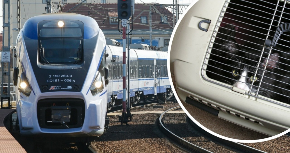 Pkp Intercity Opublikowao Dane Coraz Wicej Psw I Kotw Podruje Pocigami C80f194, NEWSFIN