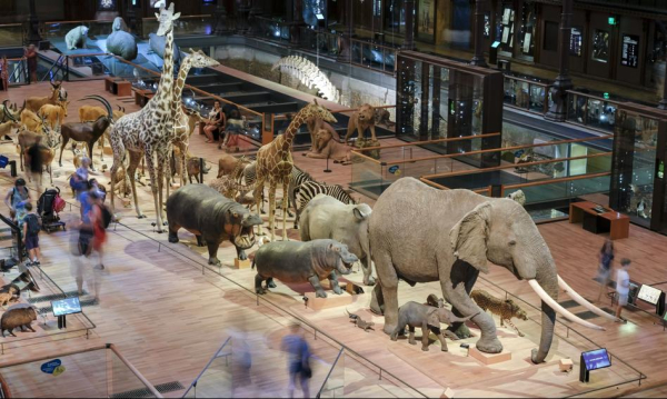Zuchwaa Kradzie Zota Z Muzeum Historii Naturalnej W Paryu Zodziejka Prbowaa Pozby Si Prawie Kilograma Kruszcu 32bd96b, NEWSFIN