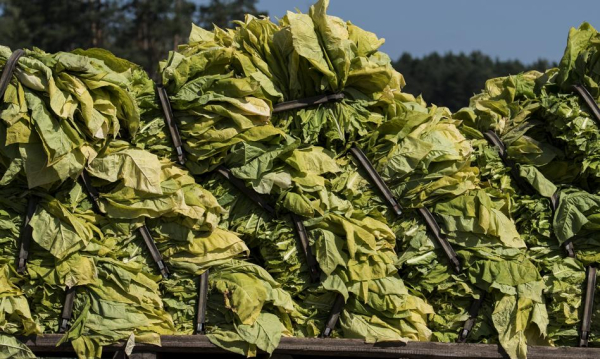 Polscy hodowcy tytoniu alarmują: Przepisy WHO i Unii Europejskiej zagrażają upadkiem branży. Polscy Plantatorzy Tytoniu Ostrzegaj Regulacje Who I Ue Gro Likwidacj Sektora Db04fcc, NEWSFIN