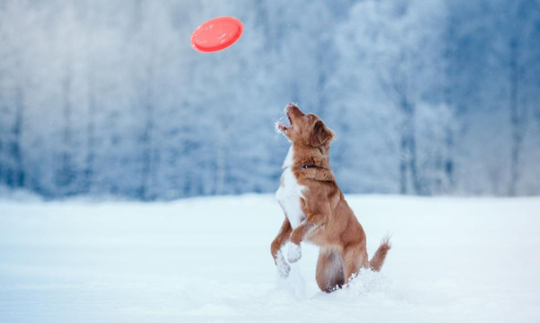 Koniec opłaty za psa? Prawo i Sprawiedliwość proponuje likwidację podatku.