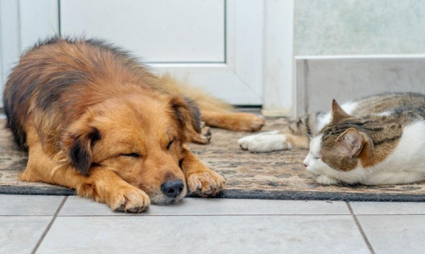 KROPiK – co to i jak wpływa na posiadaczy psów&hellip;