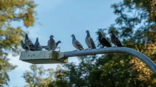 Co kryją korki uliczne z drogimi samochodami i zatłoczonymi kawiarniami