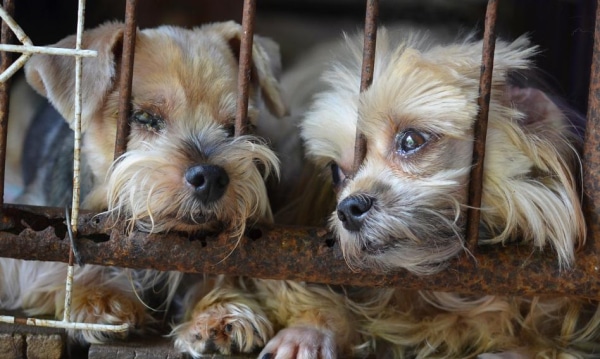 Burzliwa nowelizacja prawa o dobrostanie zwierząt. Co powoduje sprzeciw grup&hellip;