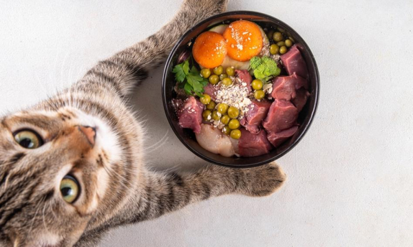 NEWS FIN 46 Psy spowalniają sprzedaż karmy. Koty wabią nabywców.