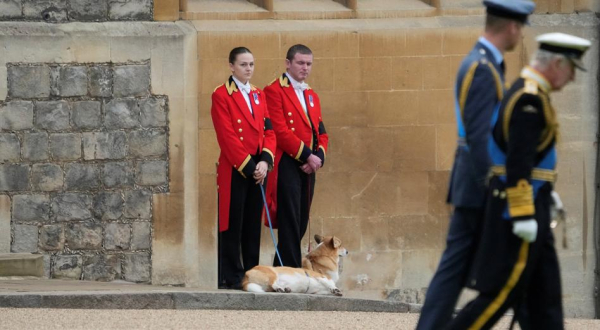 Klonowany pupil za ćwierć miliona? Zgadza się, to corgi od monarchini. 3