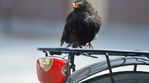 Po co nam ludzie, którzy lubią jeździć na zającu?