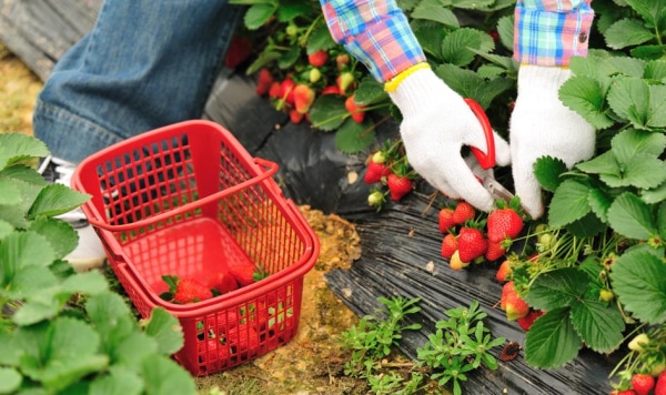 NEWS FIN 18 Rolnicze świeżości z pierwszej ręki. Ministerstwo Rolnictwa upraszcza procedury.